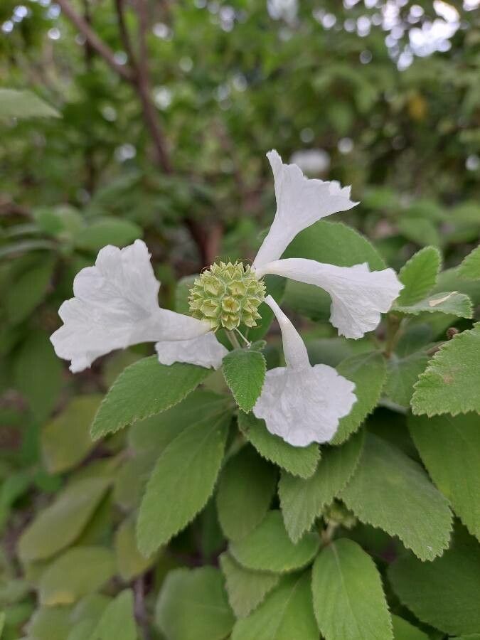 Varronia leucocephala flower