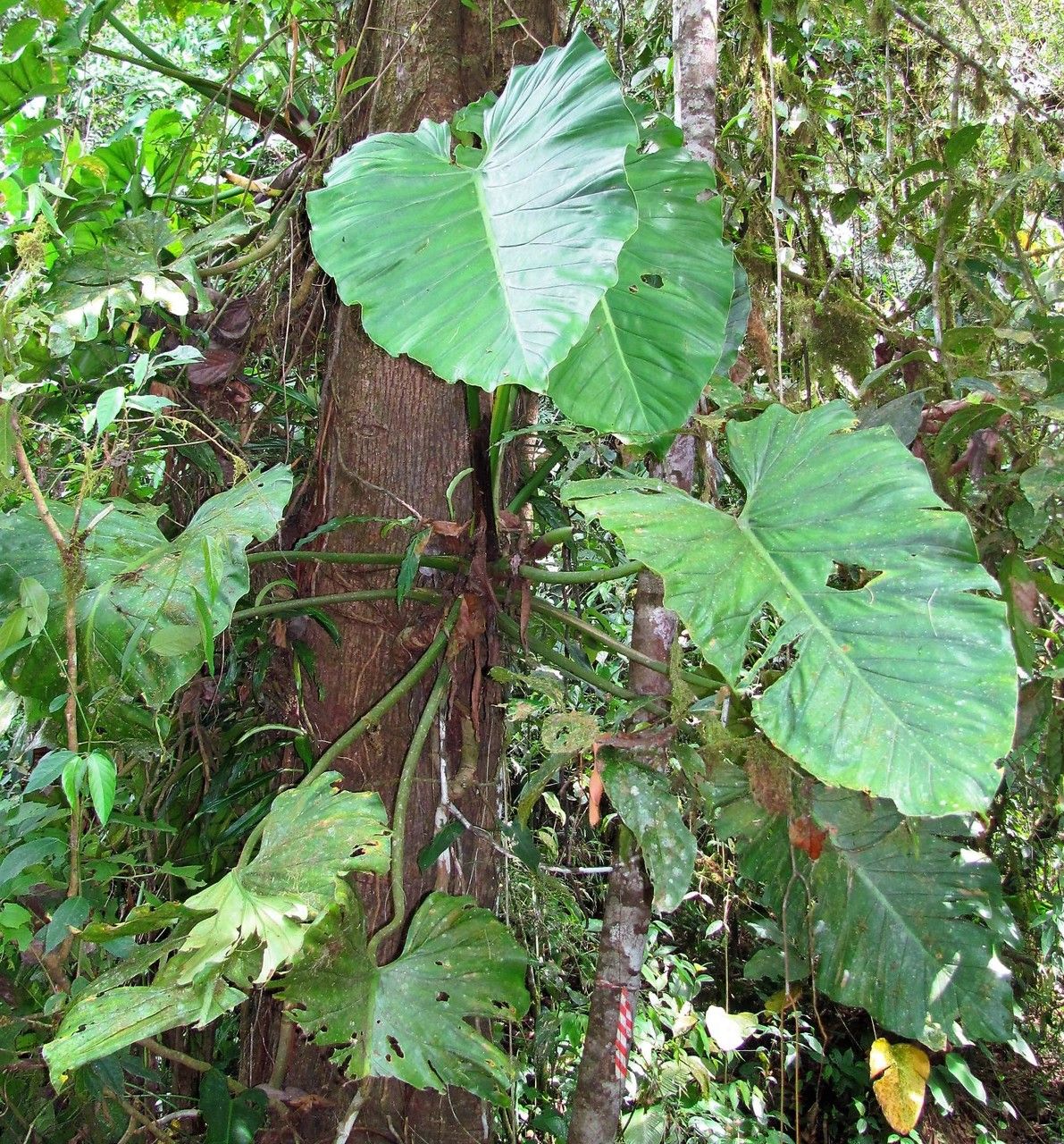 Philodendron dodsonii leaf