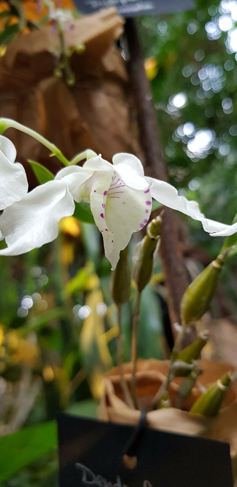 Dendrobium rhodostictum flower