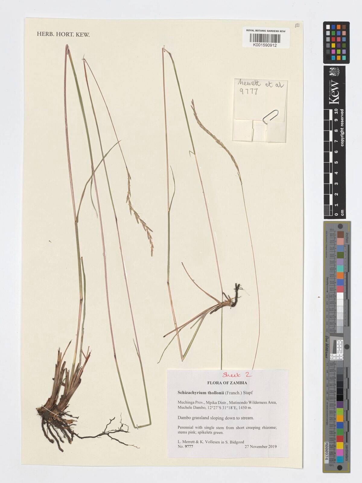 Schizachyrium thollonii — houseplant care guide