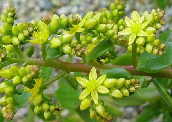Sedum confusum flower