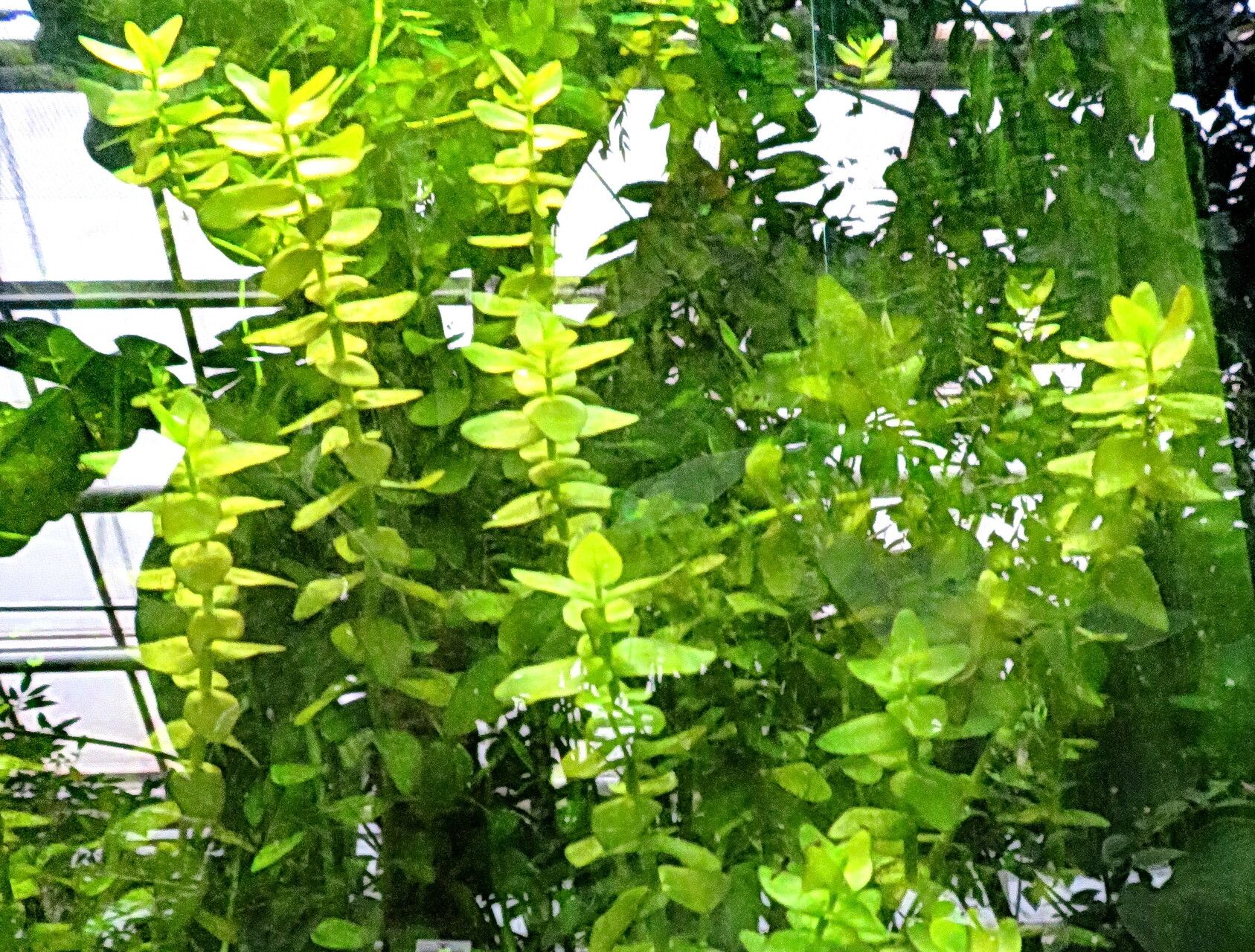 Ludwigia repens habit