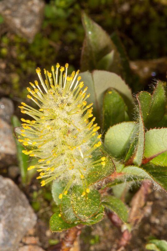 Salix herbacea flower