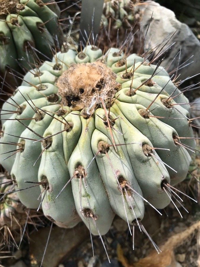Copiapoa cinerea bark