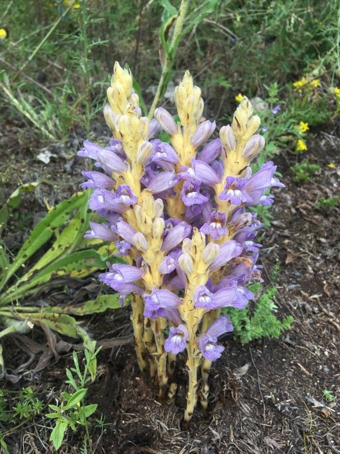 Phelipanche purpurea flower