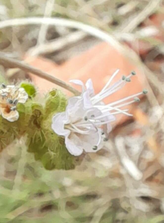 Phacelia pinnatifida flower