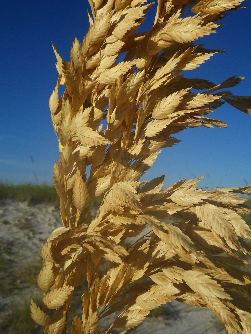 Uniola paniculata fruit