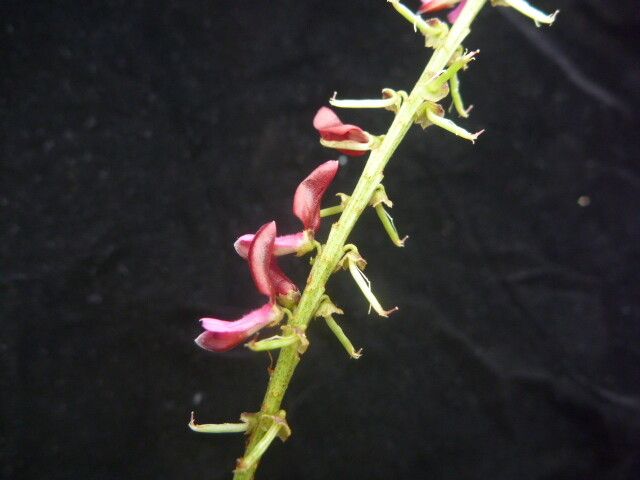 Indigofera atropurpurea other