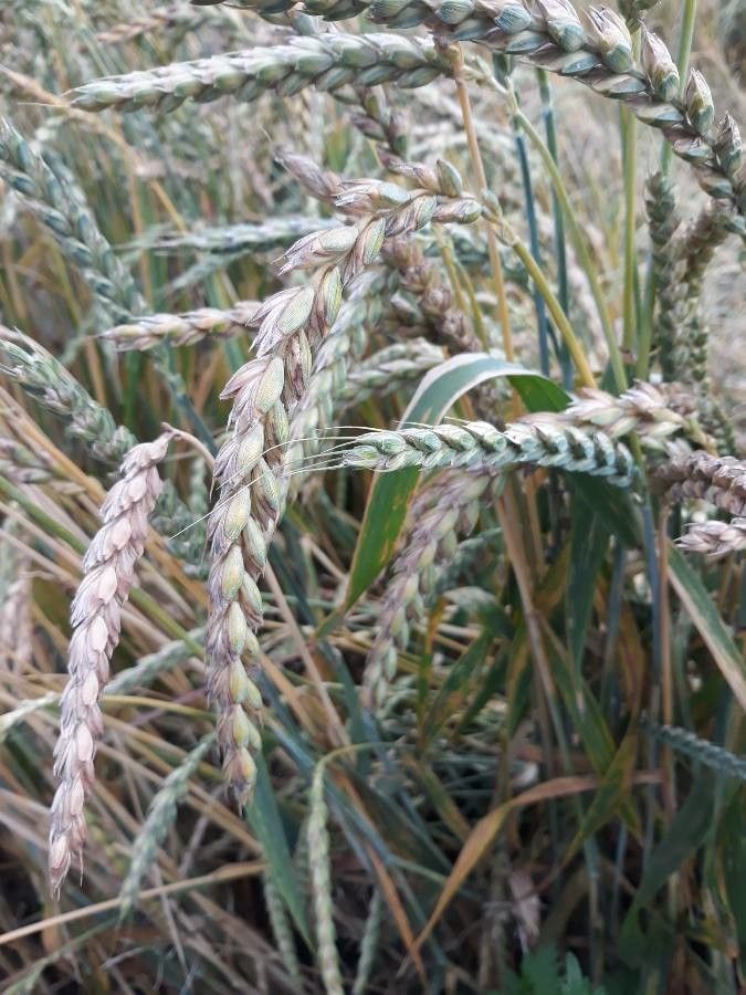 Triticum spelta leaf