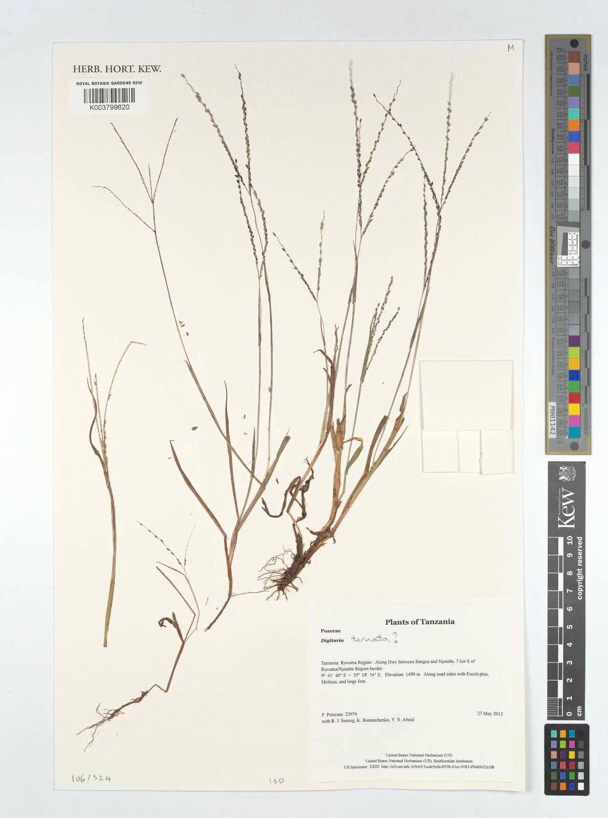 Digitaria schmitzii — houseplant care guide