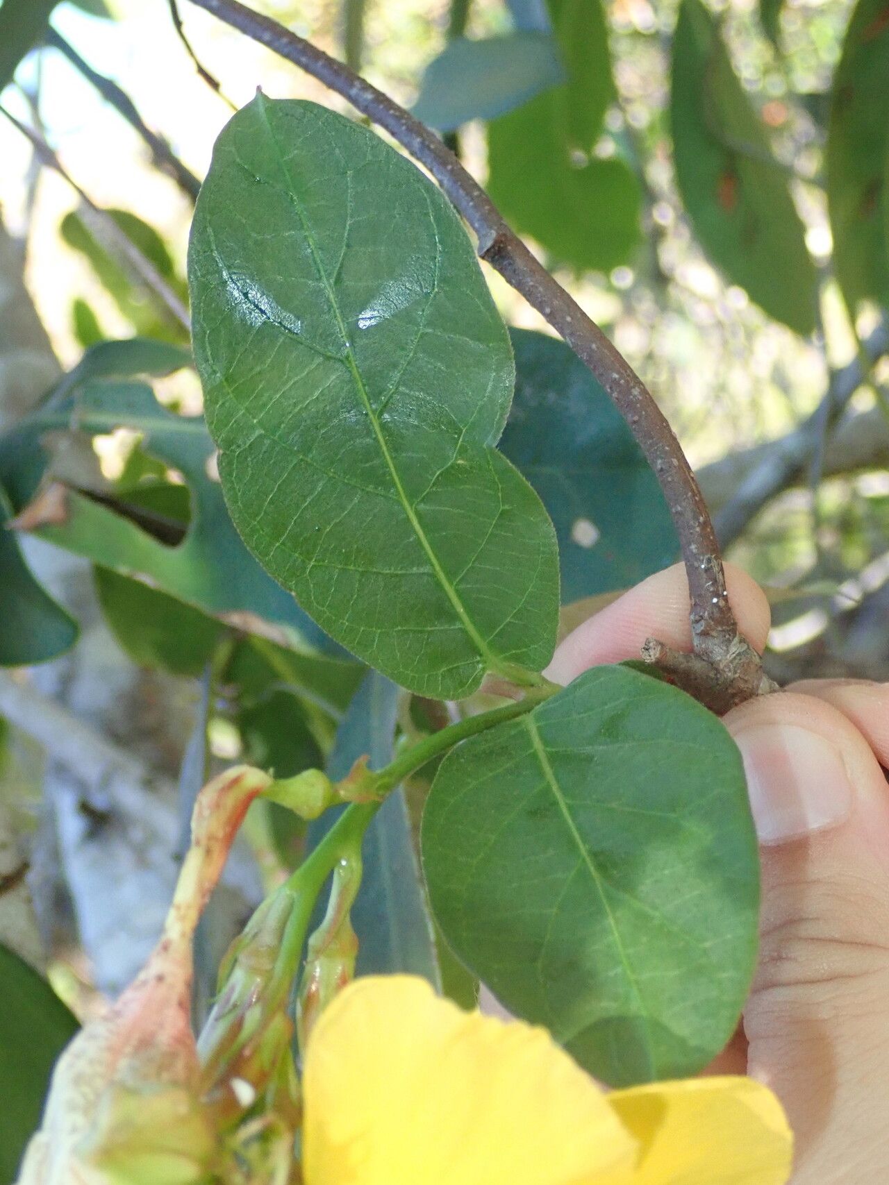 Mandevilla scabra fruit