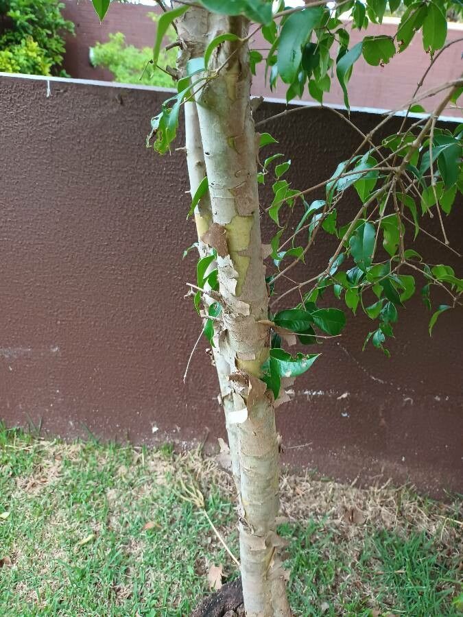 Eugenia florida other