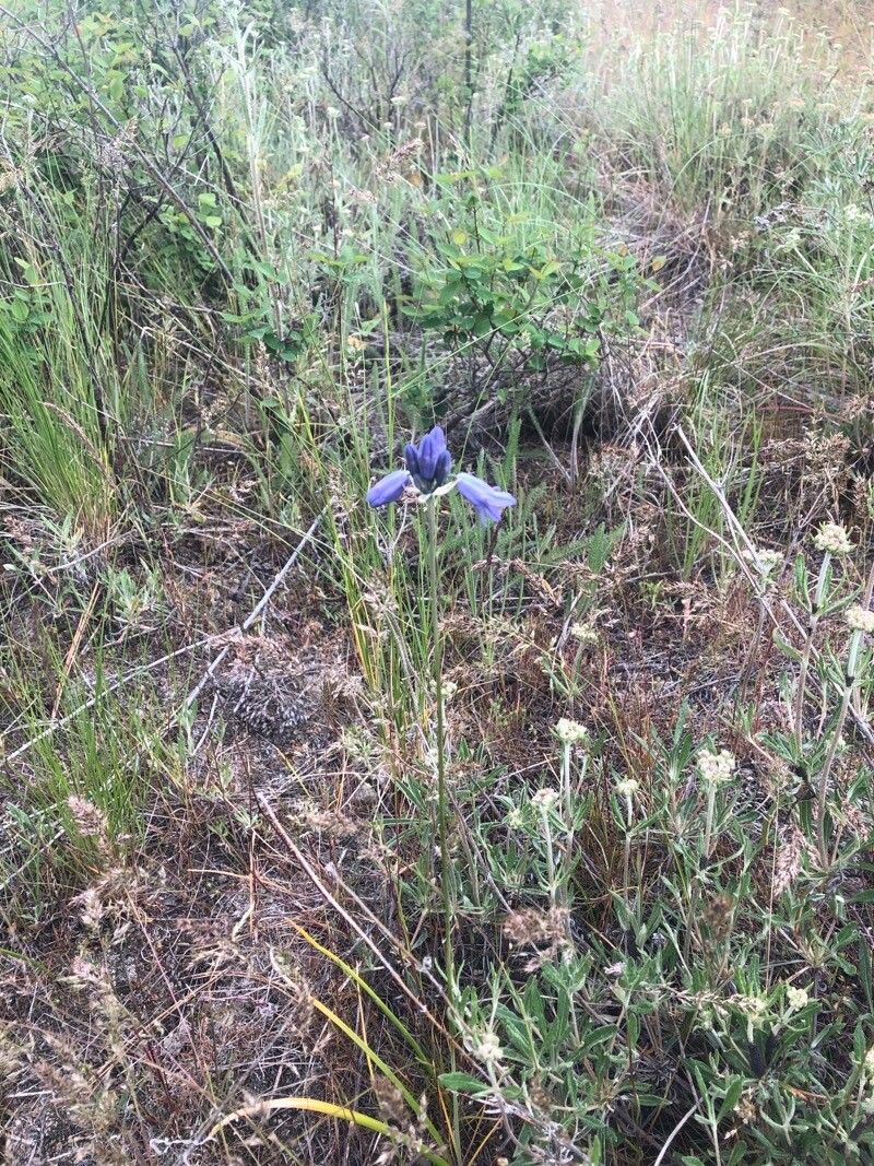 Triteleia grandiflora — related species from the same genus
