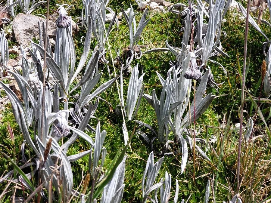Senecio nivalis leaf