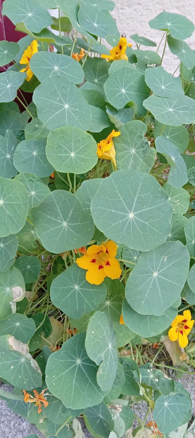 Tropaeolum minus habit