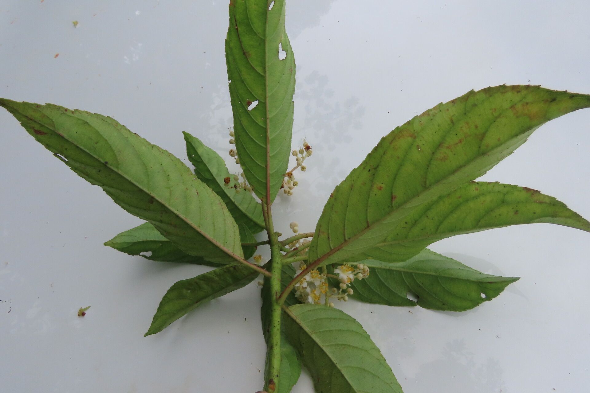 Saurauia yasicae leaf