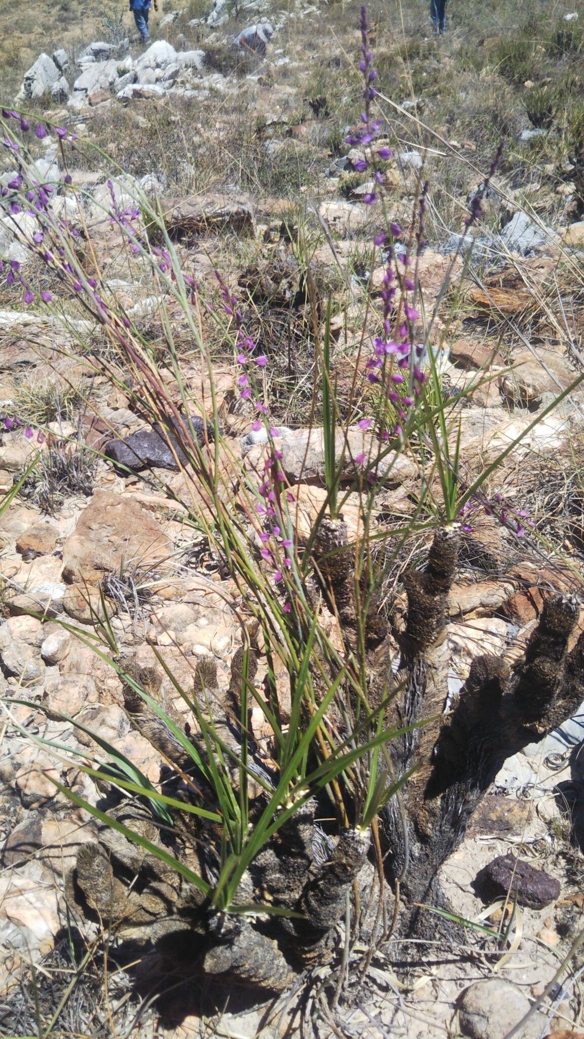 Polygala retamoides habit