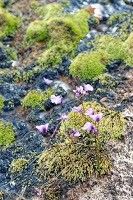 Utricularia livida habit