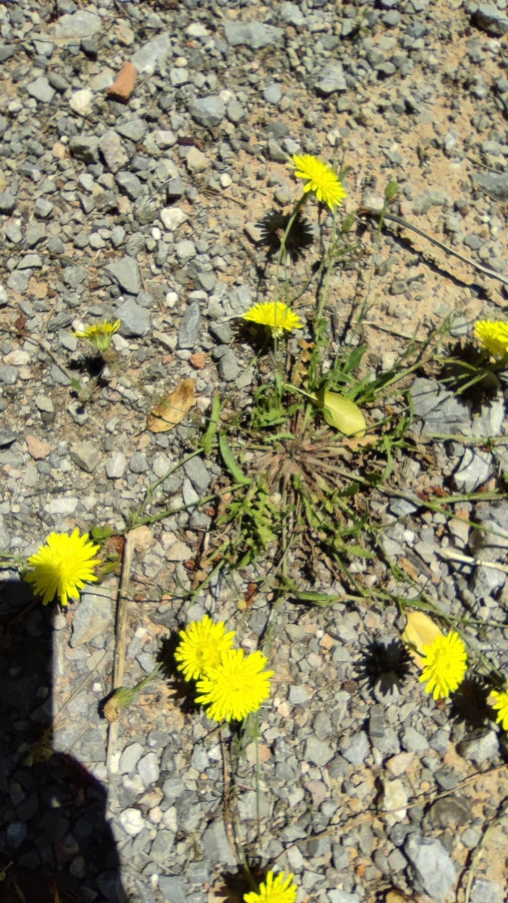 Hypochaeris cretensis — search result for 'Hypochaeris'