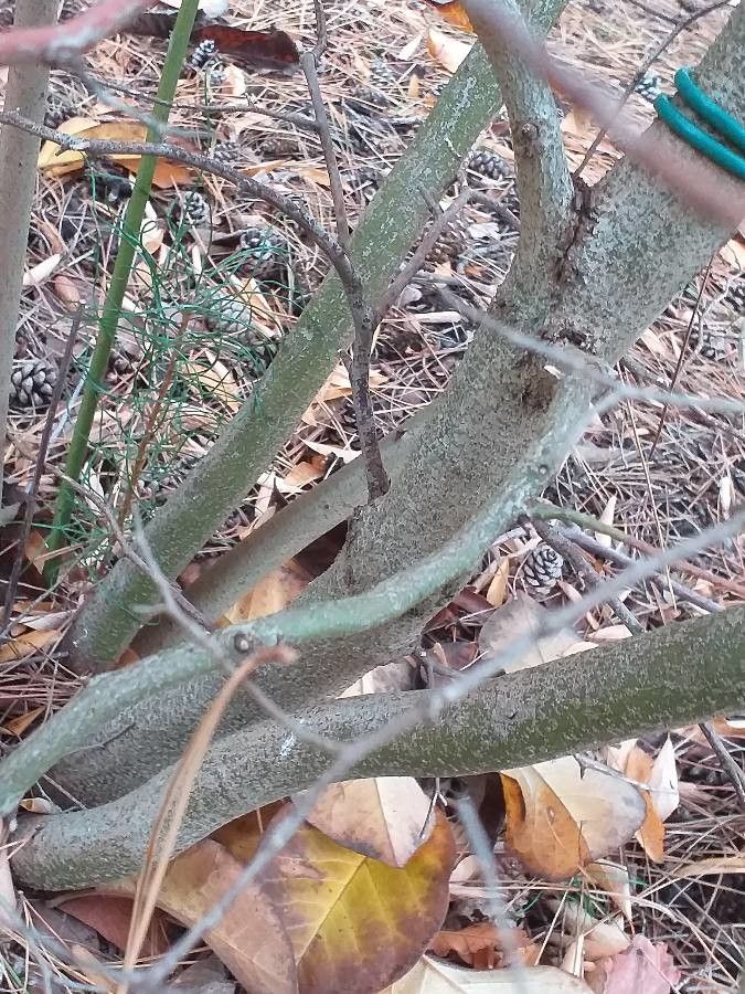 Lindera angustifolia bark