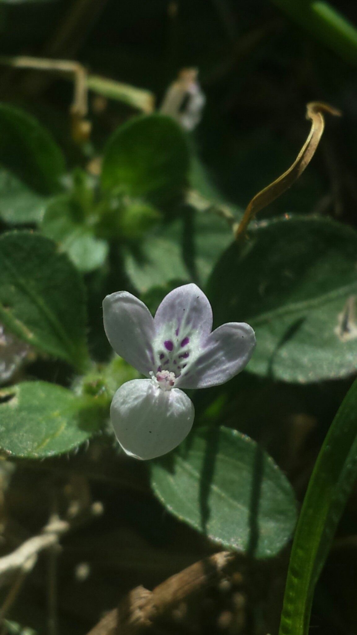 Hypoestes serpens — houseplant care guide