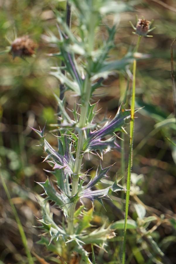 Eryngium leavenworthii leaf