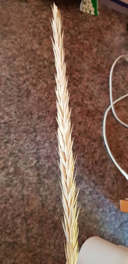 Ammophila breviligulata fruit