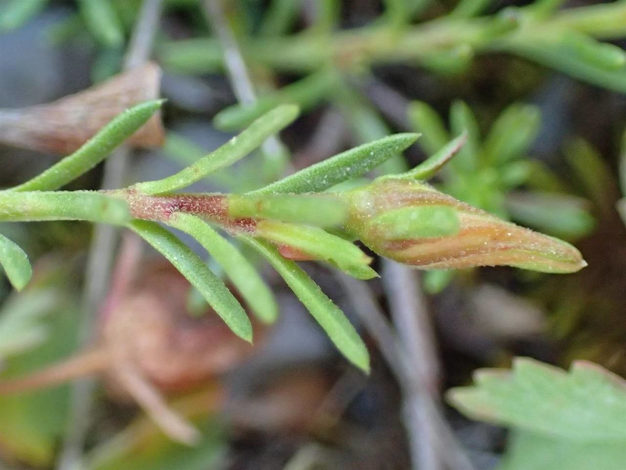Fumana procumbens fruit