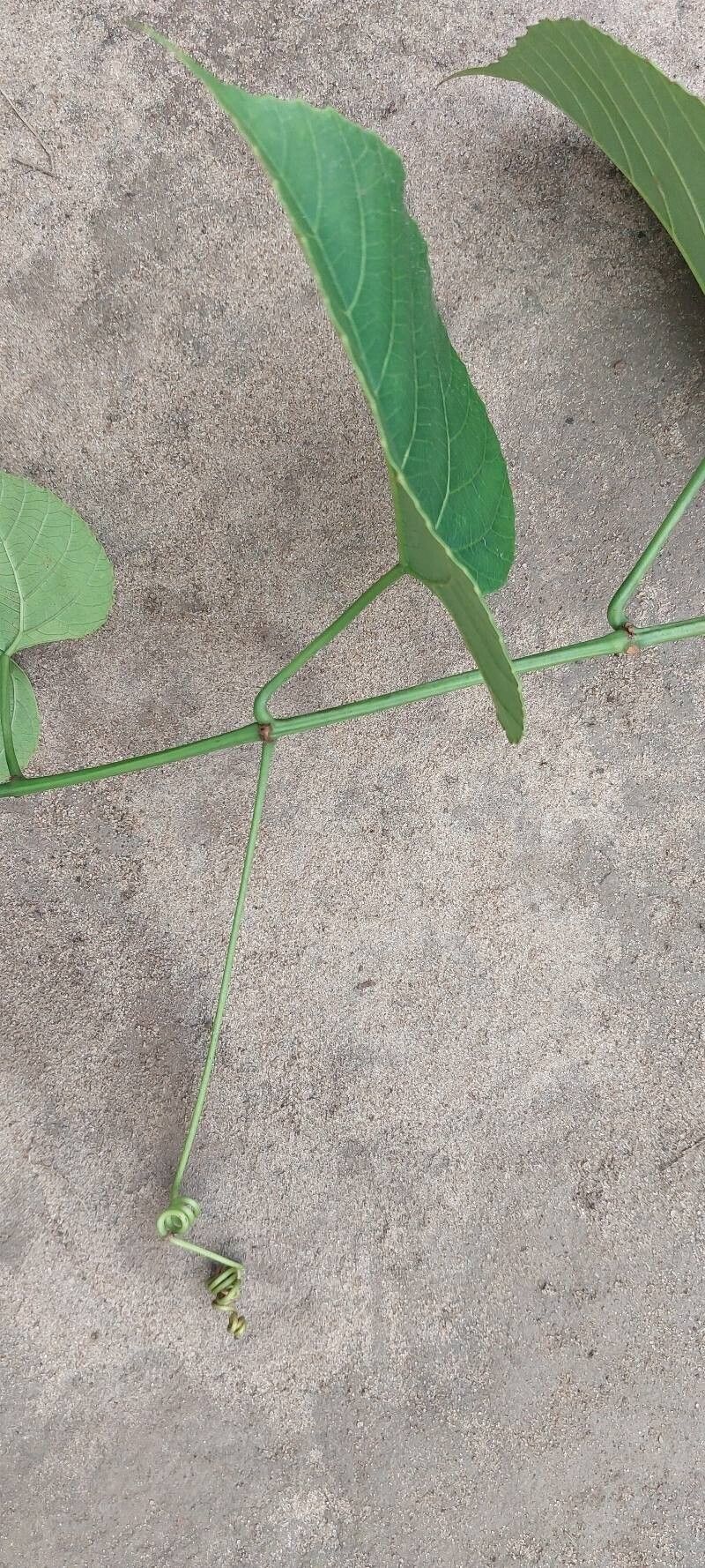 Cissus petiolata leaf