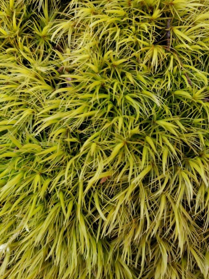 Campylopus introflexus — houseplant care guide