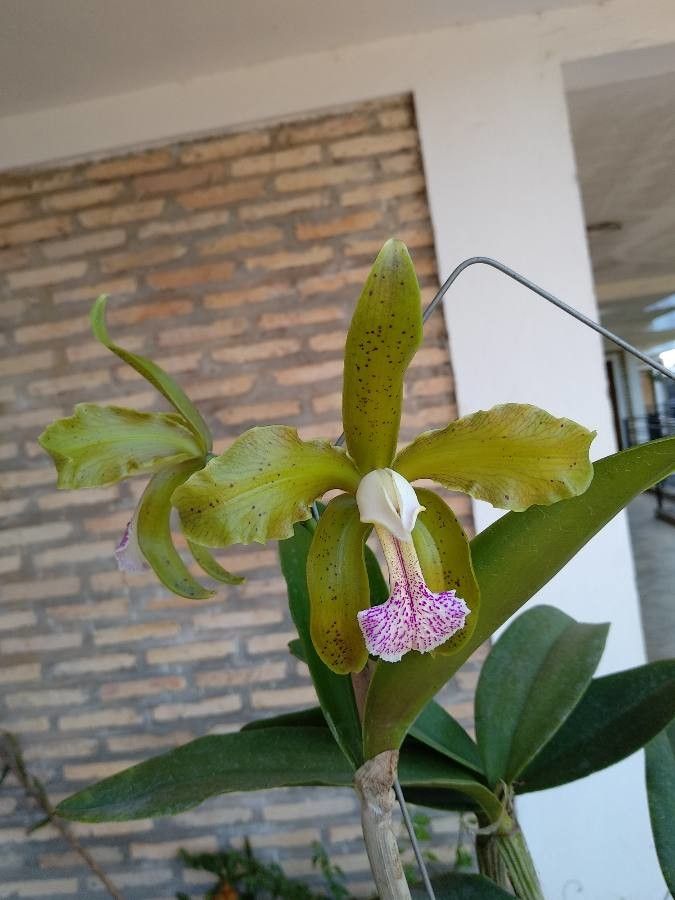 Cattleya granulosa flower