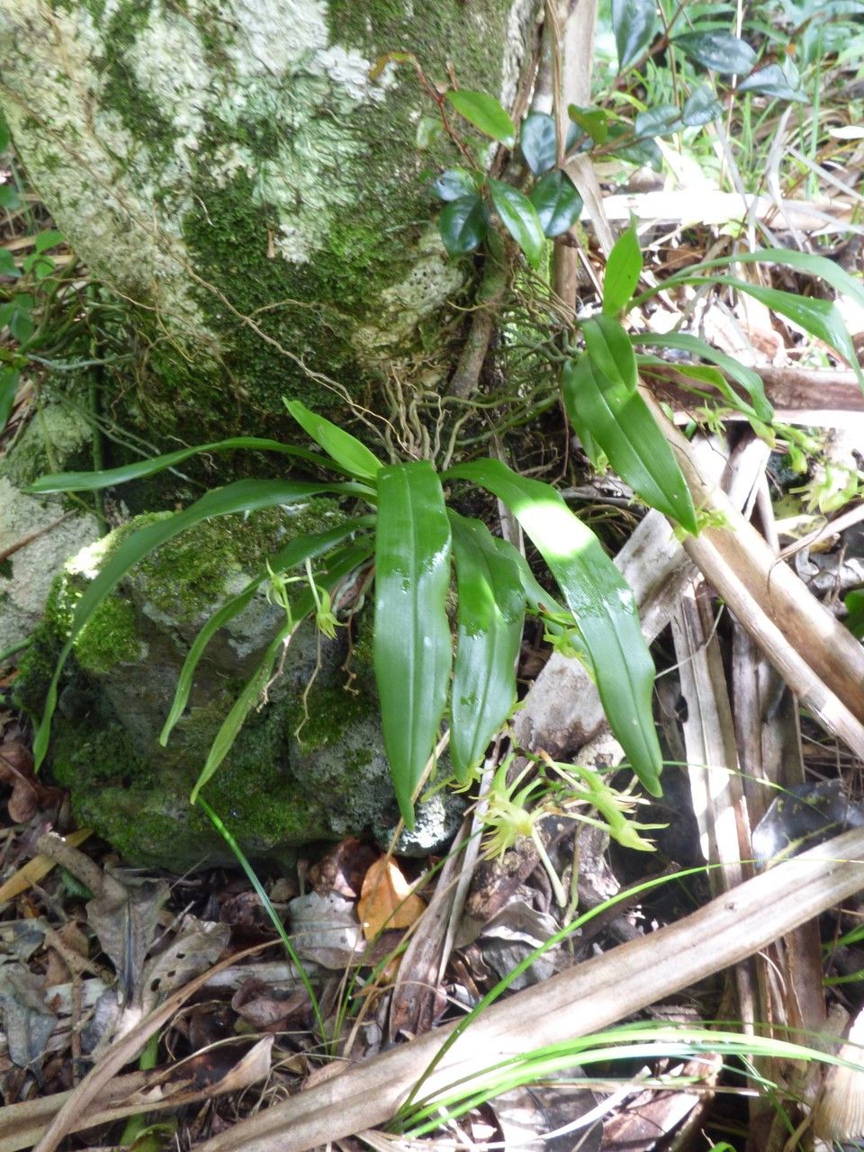 Angraecum calceolus habit