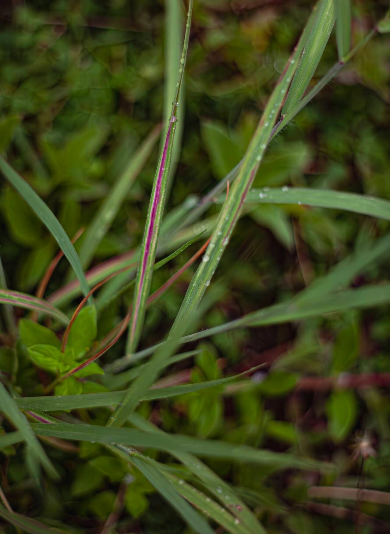 Capillipedium parviflorum leaf