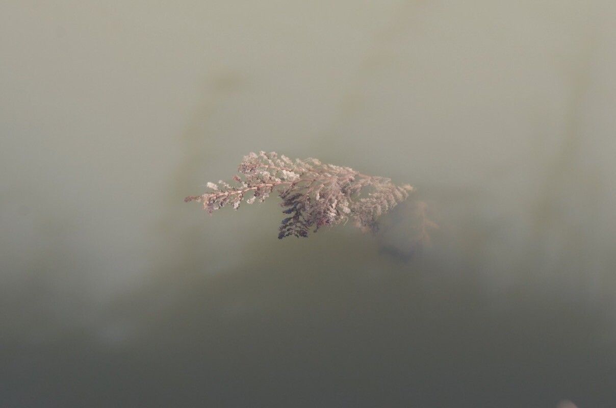 Potamogeton crispus habit