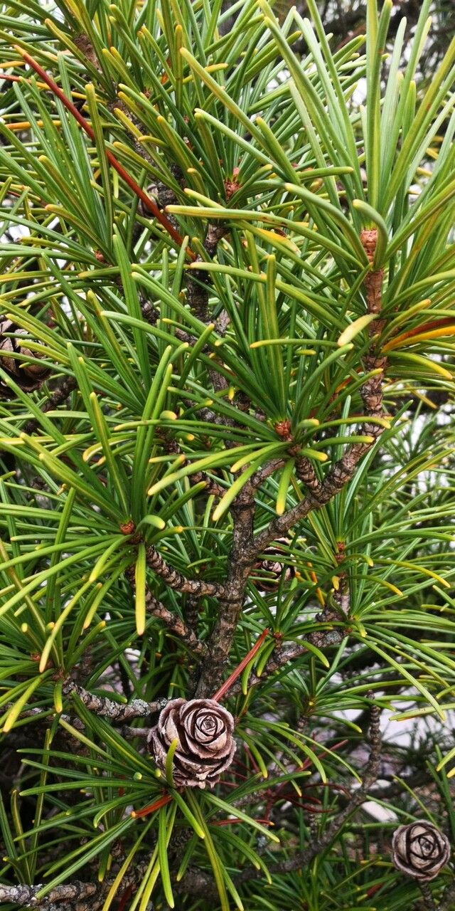 Sciadopitys verticillata — cold hardy houseplant