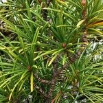 Sciadopitys verticillata