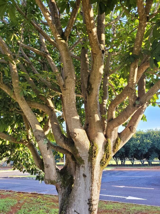 Schefflera macrostachya bark