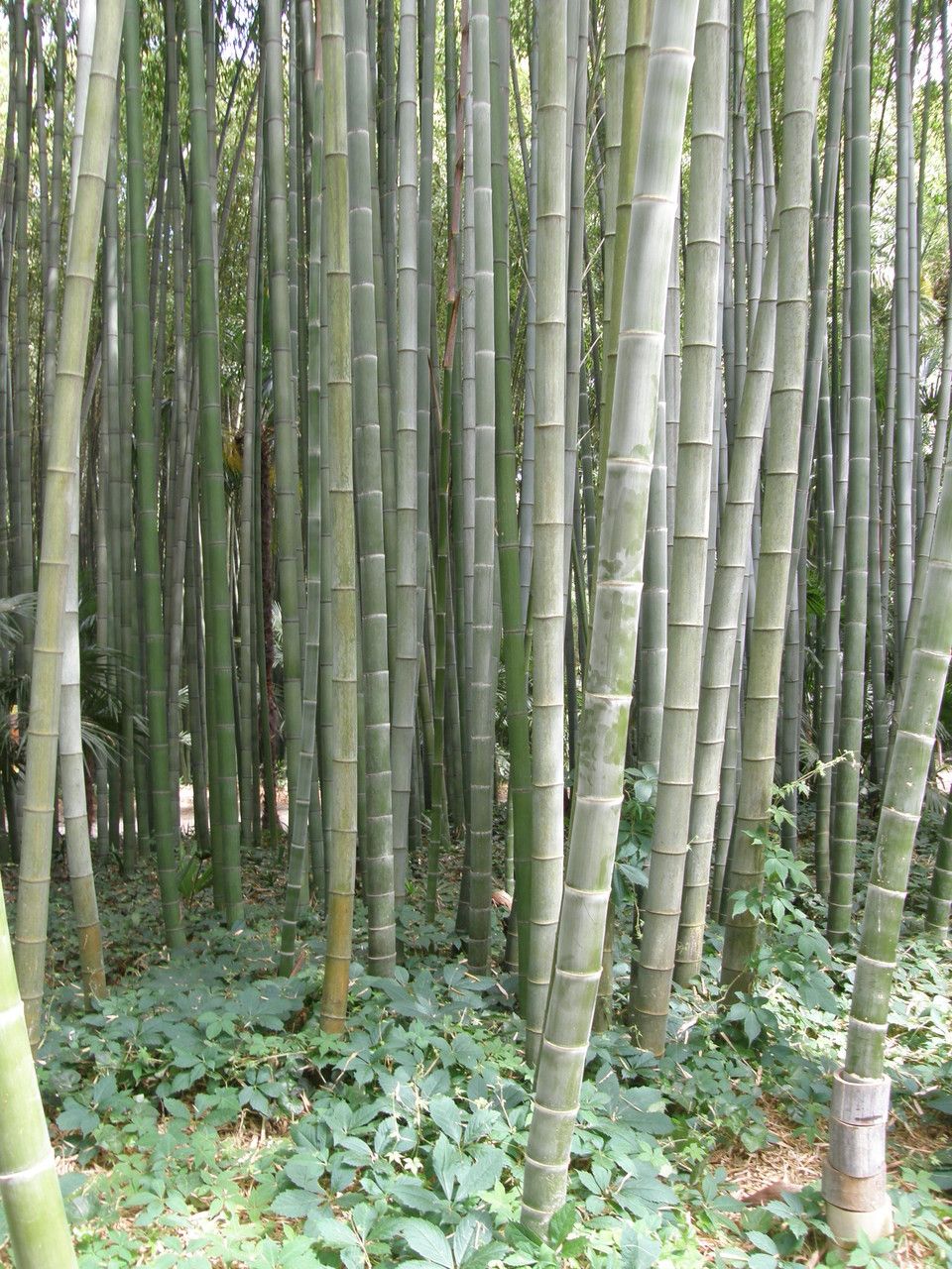 Phyllostachys edulis bark