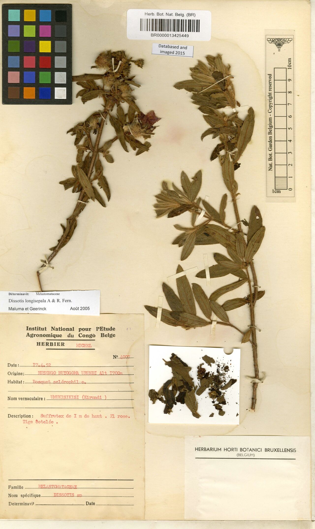 Feliciotis longisepala — related species from the same genus