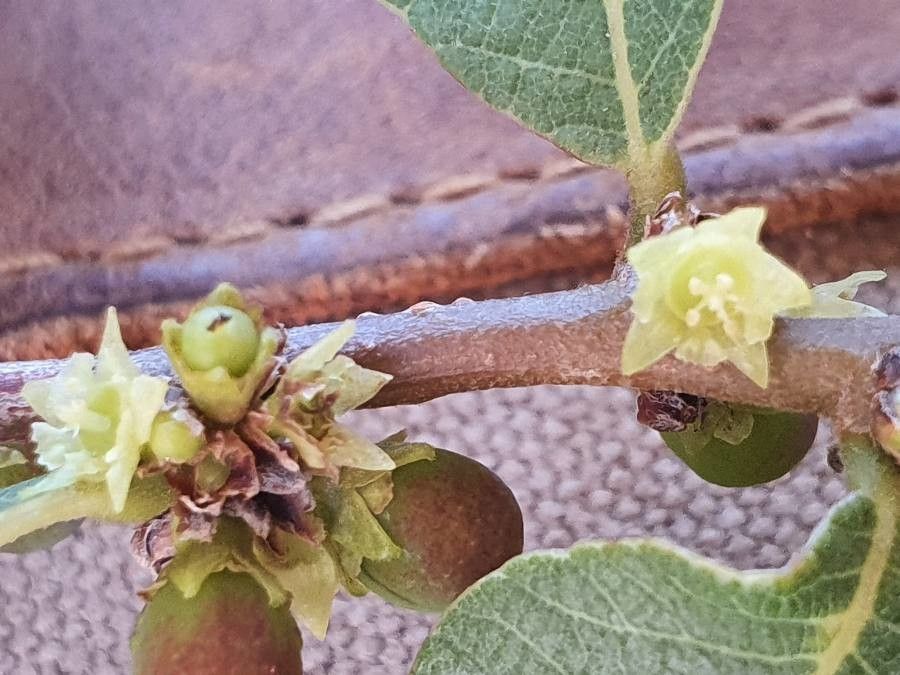 Bridelia taitensis flower