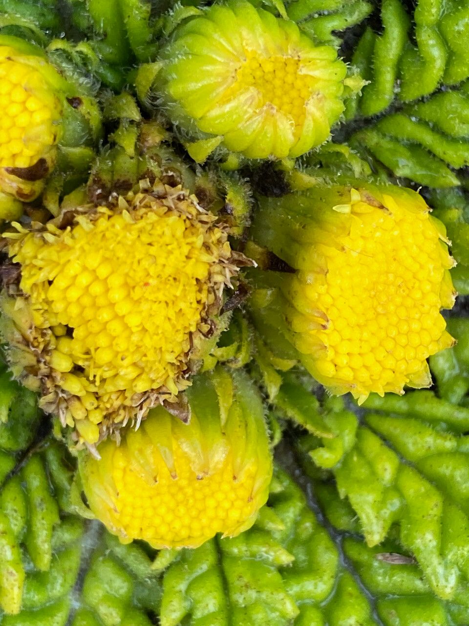 Senecio rhizocephalus flower