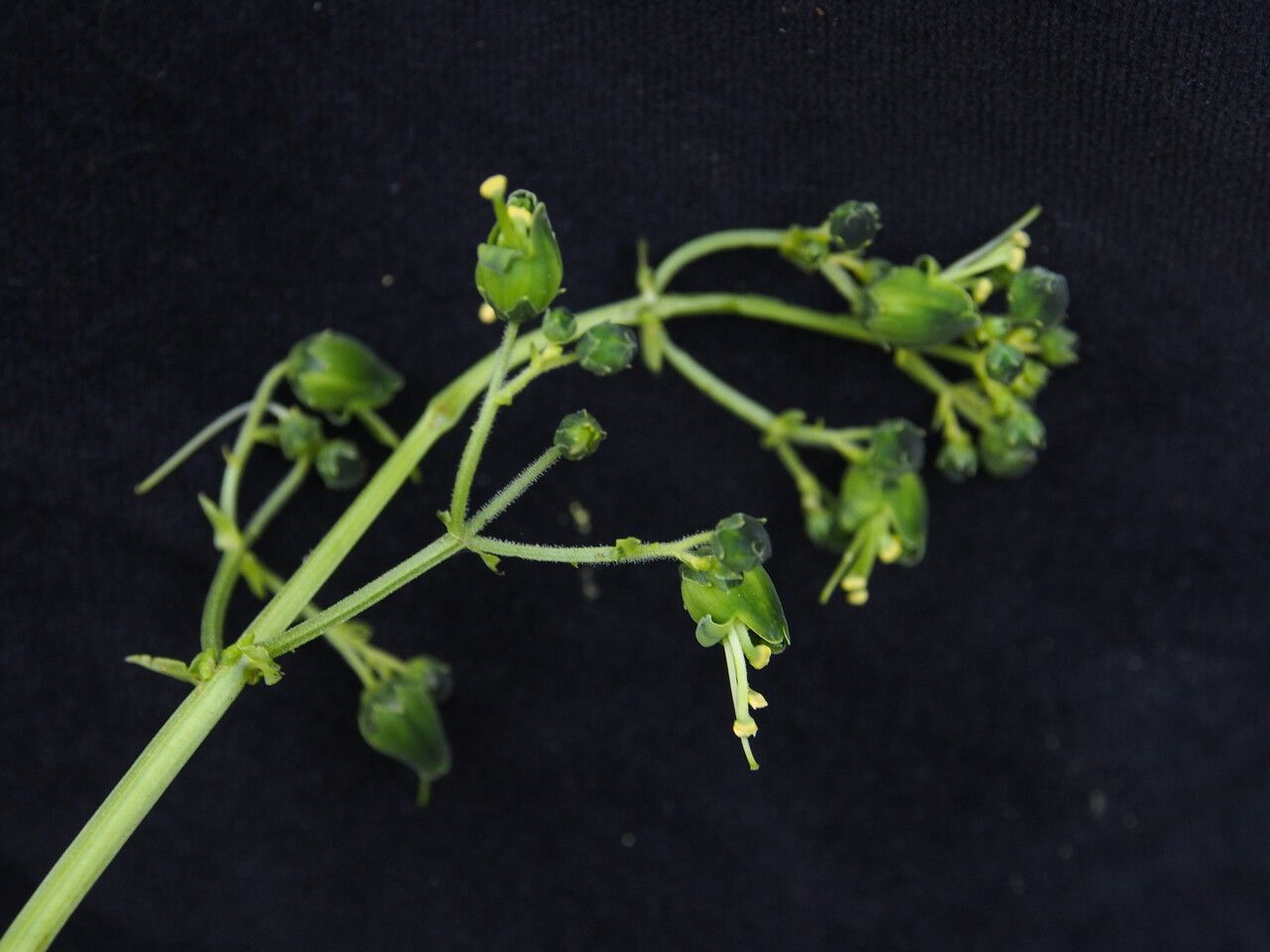 Scrophularia elatior habit