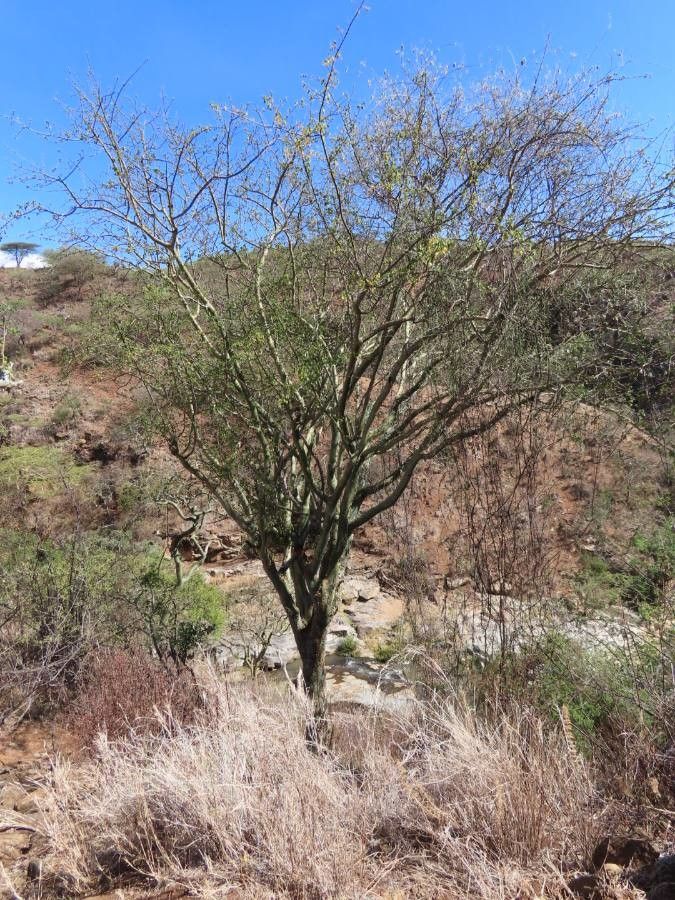 Commiphora baluensis habit