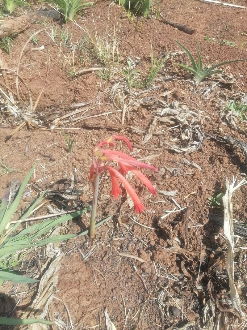 Cyrtanthus tuckii flower