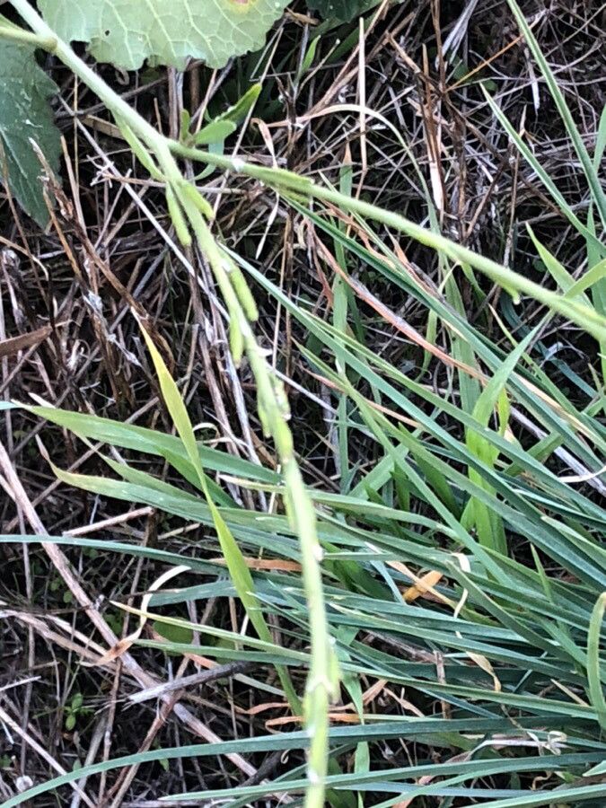 Erucastrum incanum fruit