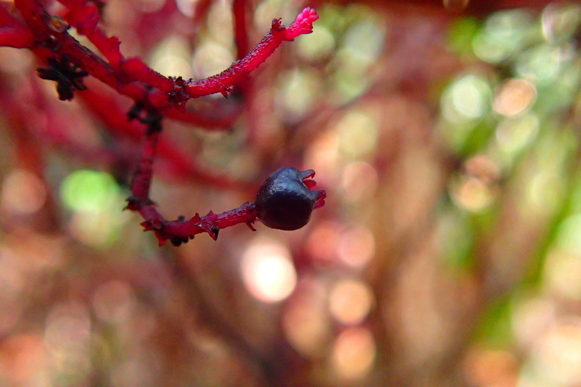 Daenikera corallina fruit