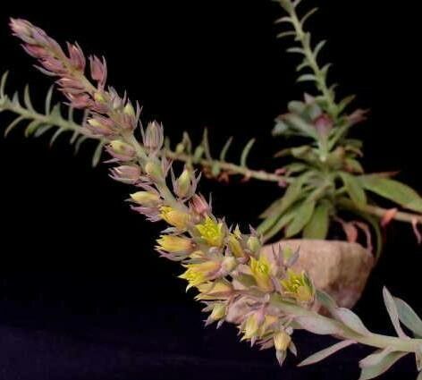 Echeveria rosea flower