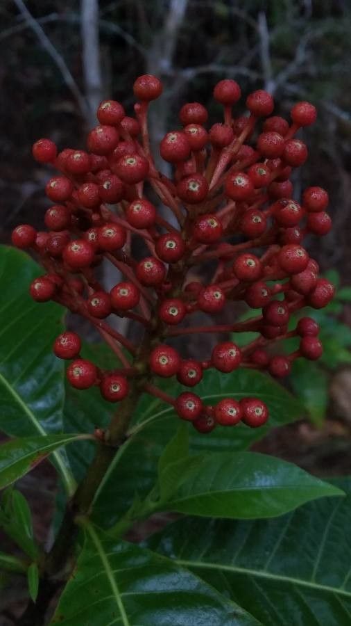 Isertia haenkeana fruit