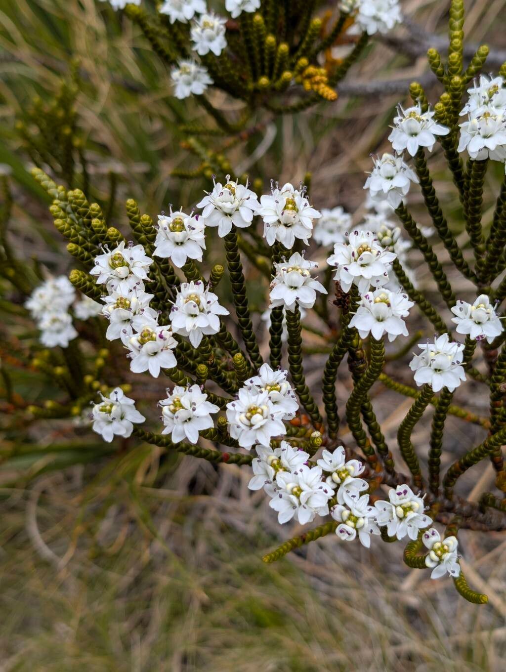 Dracophyllum uniflorum — houseplant care guide