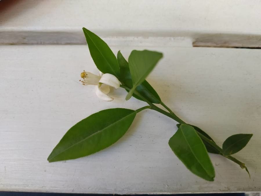 Citrus limetta — search result for 'Dominican Republic'